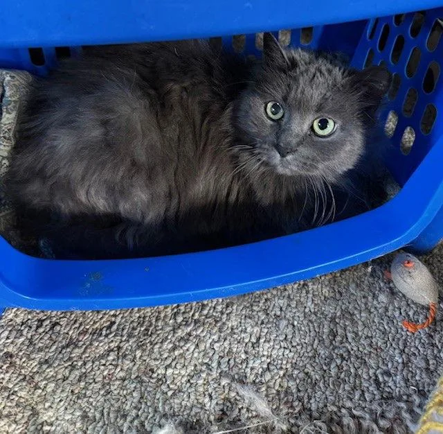 An adult medium-sized female Domestic Long Hair cat named Scarlet for adoption in Apollo, PA