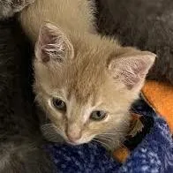 A baby small-sized male Buff / Tan / Fawn Domestic Short Hair cat named James Pond for adoption in Dearborn, MI