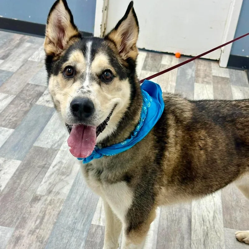 An adult large-sized male Brown / Chocolate Husky dog named Jim JuM for adoption in Austin, TX