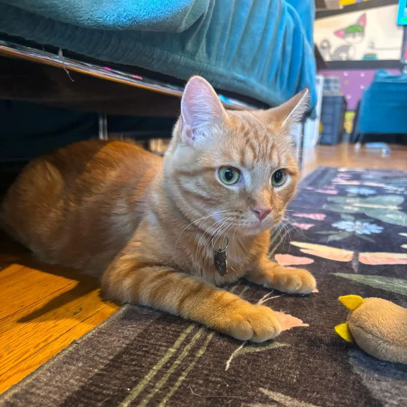 A young medium-sized male Domestic Short Hair cat named Simba for adoption in Stokesdale, NC