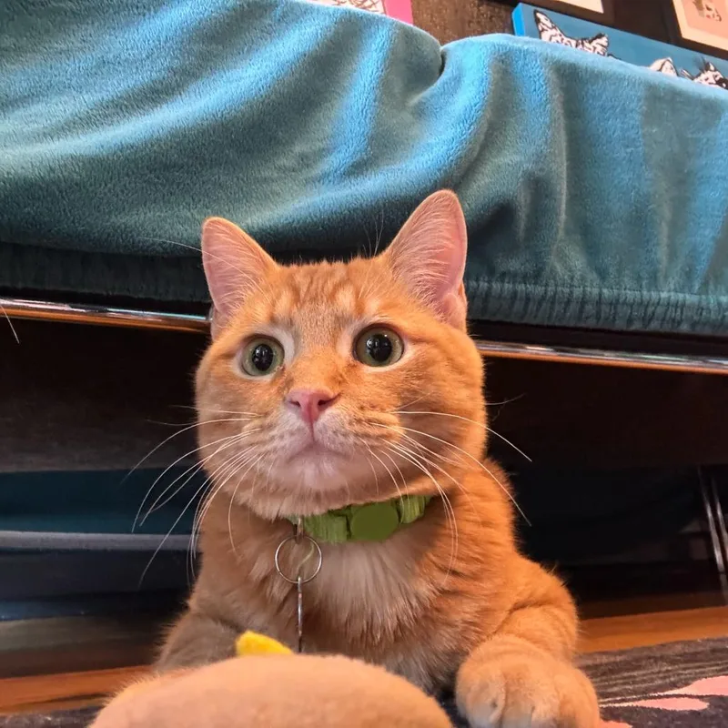 Simba thumbnail 2