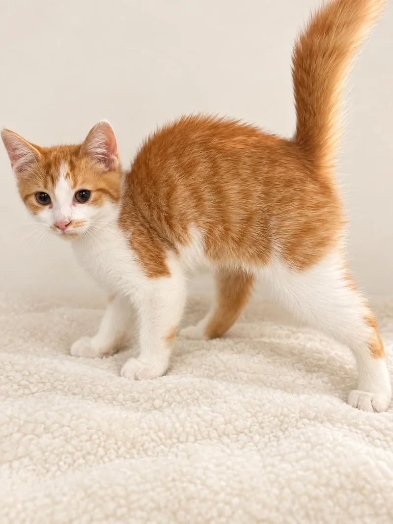 A baby medium-sized male Domestic Short Hair cat named Calvin for adoption in Hickory, NC