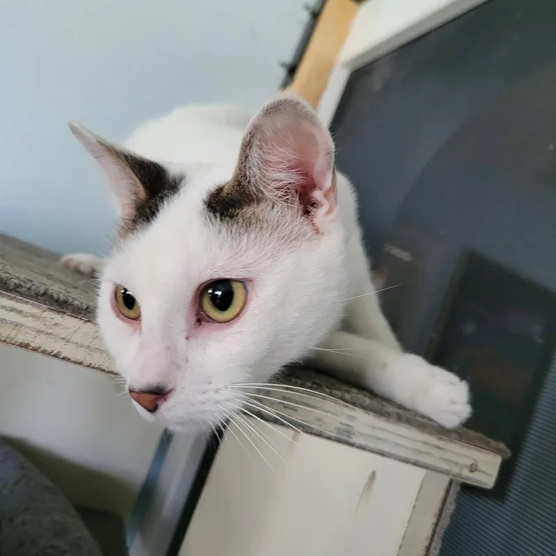 An adult medium-sized male Tabby cat named Kattigan for adoption in Ocala, FL
