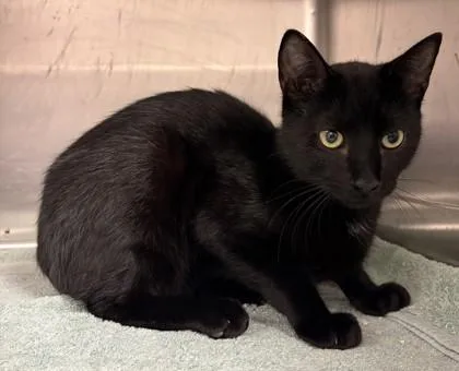 A young small-sized female Domestic Short Hair cat named MoMo for adoption in Savannah, GA