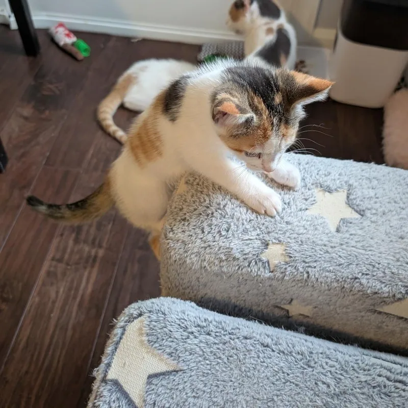 A baby small-sized female Calico Domestic Short Hair cat named Rapunzel for adoption in Woodstock, VA