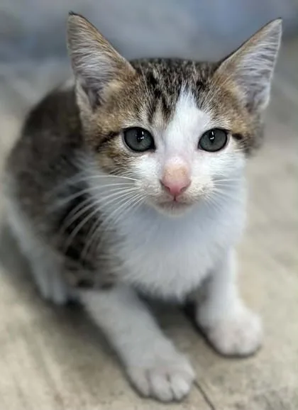 A baby small-sized male Domestic Short Hair cat named Cicada for adoption in Shreveport, LA