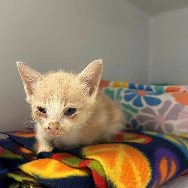 A baby small-sized male Buff & White Domestic Short Hair cat named Tater Tot for adoption in Margate, FL