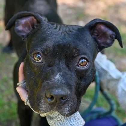An adult large-sized male Mixed Breed dog named Brunswick for adoption in Chamblee, GA