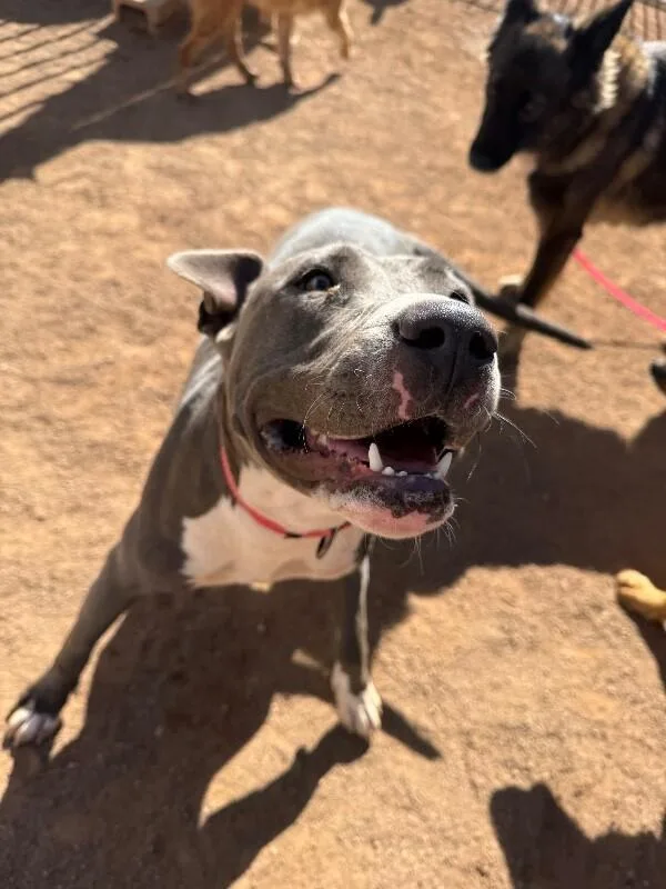 An adult medium-sized female Gray / Blue / Silver Pit Bull Terrier dog named Ayla for adoption in Hobbs, NM