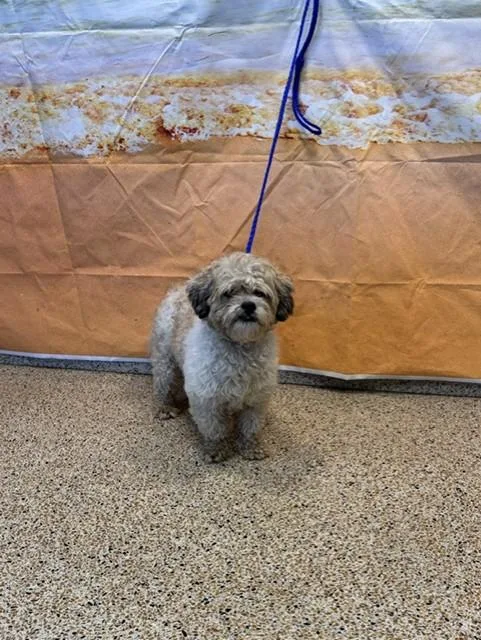 A young small-sized male Maltese dog named Pickle for adoption in Miami, FL