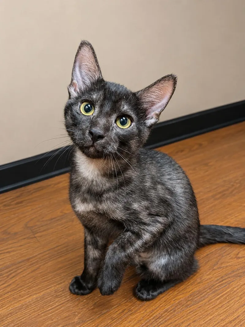 A baby medium-sized male Domestic Short Hair cat named Rando for adoption in Lake Saint Louis, MO