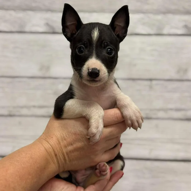 A baby small-sized male Black Mixed Breed dog named Gerry for adoption in Buffalo, MN