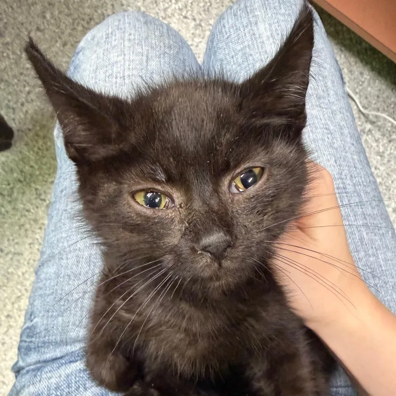 A baby small-sized male Black Domestic Short Hair cat named Thunder for adoption in Beckley, WV
