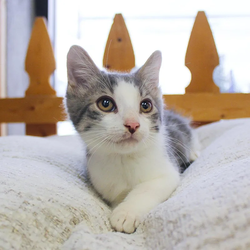 A baby medium-sized male Gray & White Domestic Short Hair cat named Hunt for adoption in Wayne, NJ