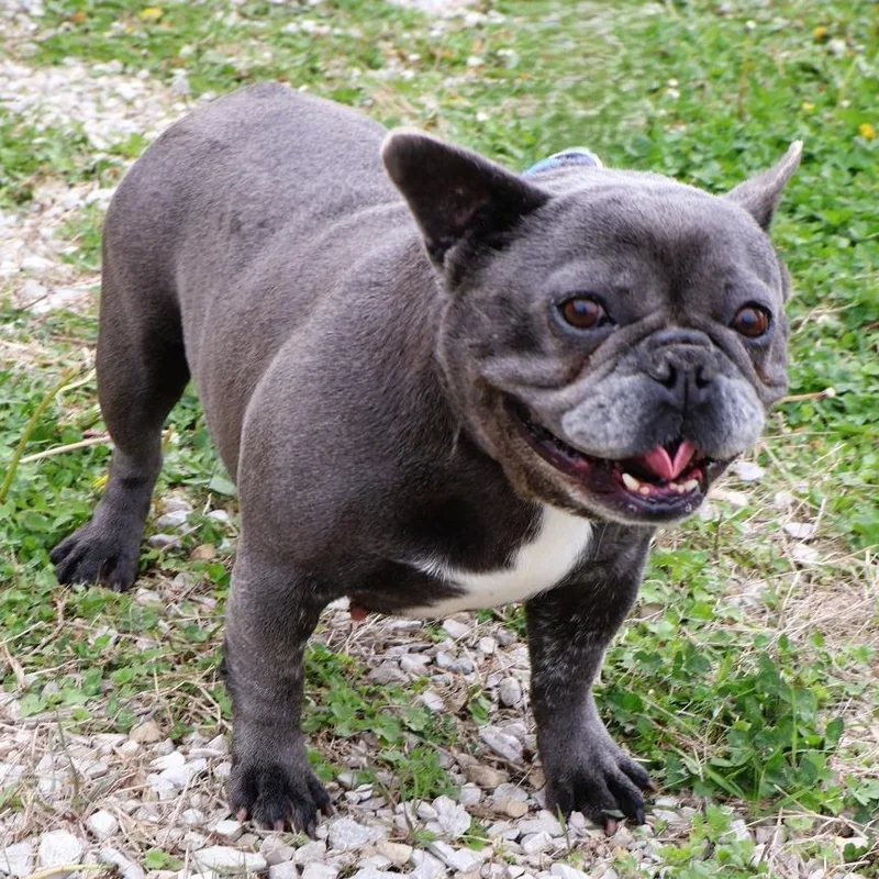 An adult medium-sized female Gray / Blue / Silver French Bulldog dog named Delta for adoption in Northbrook, IL