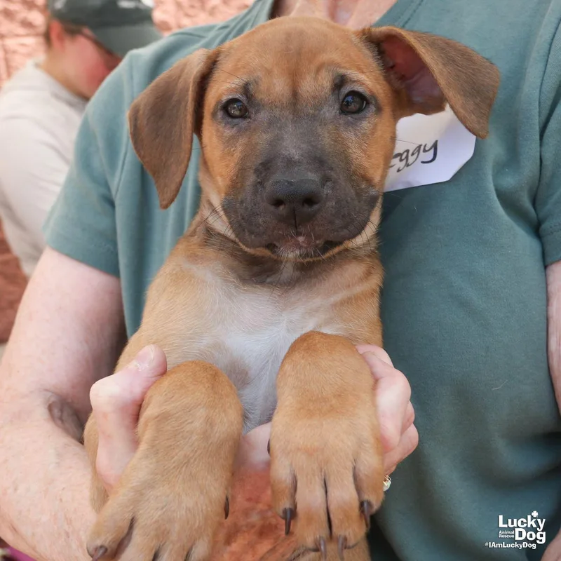 A baby large-sized female Retriever dog named Puppy Priscilla for adoption in Washington, DC