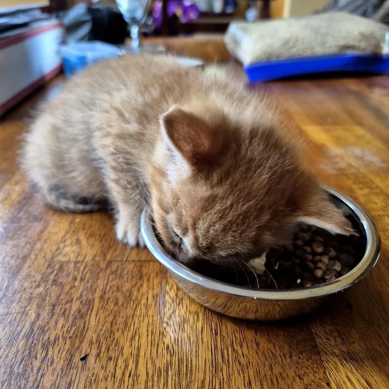 A baby small-sized male Orange / Red Domestic Short Hair cat named Fergus Mcfluff for adoption in Oak Park, IL