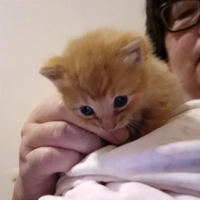 Fergus Mcfluff thumbnail 2