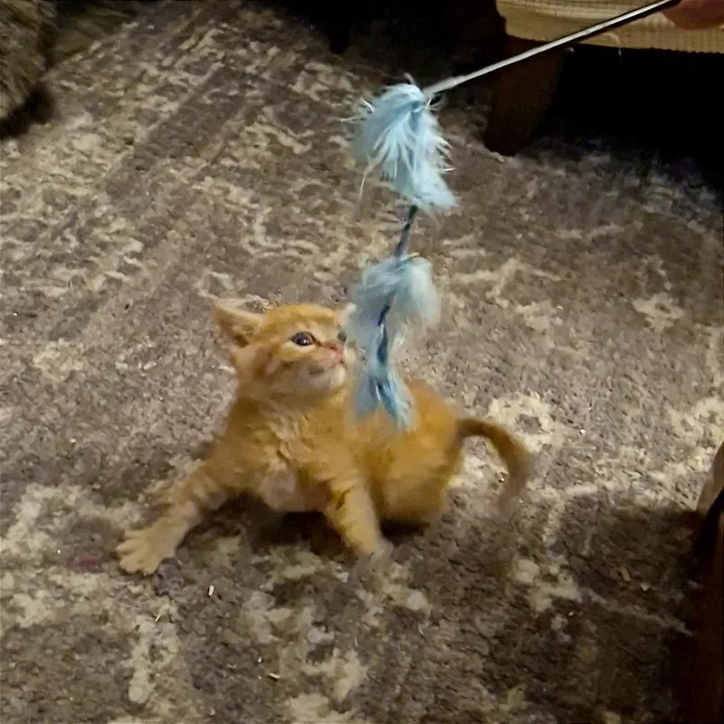 Fergus Mcfluff thumbnail 3