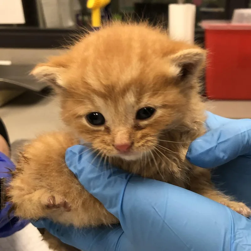 Fergus Mcfluff thumbnail 4