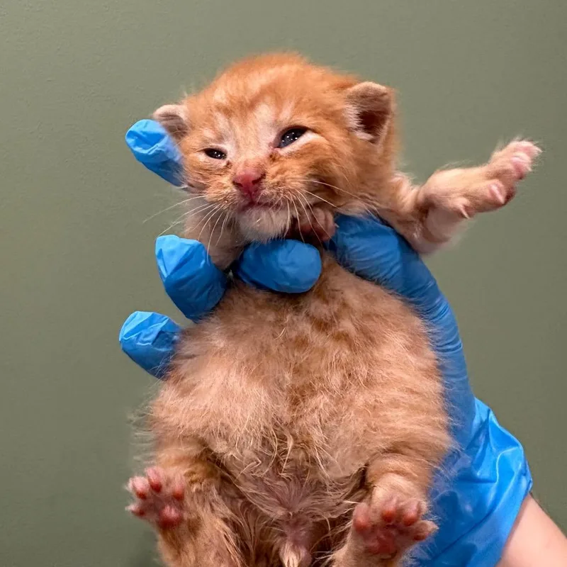 Fergus Mcfluff thumbnail 5