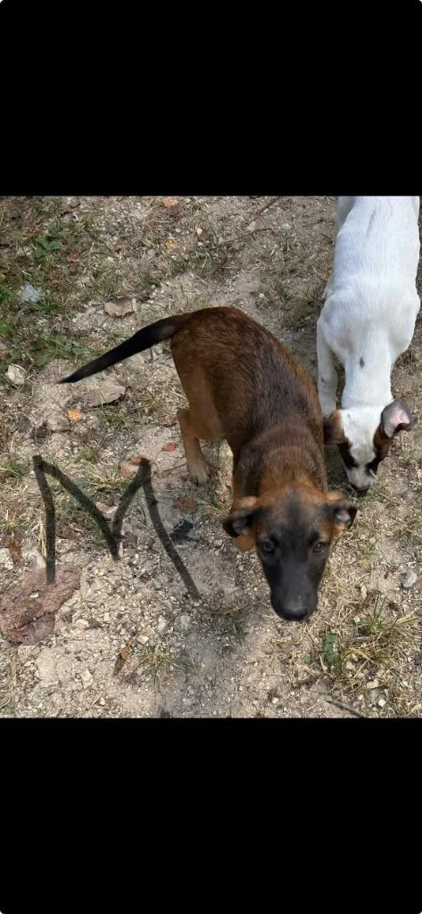 A baby large-sized male Mixed Breed dog named Manning for adoption in Chickamauga , GA