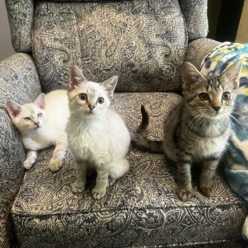 A baby medium-sized female Gray & White Siamese cat named Momo for adoption in Anderson, SC