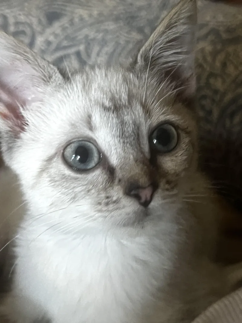 Momo thumbnail 4