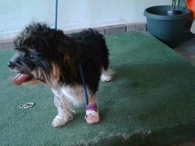 A young medium-sized male Terrier dog named Pinguino for adoption in Baldwin Park, CA