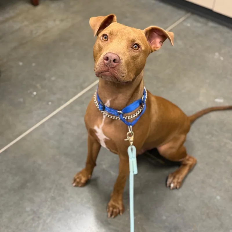 A young medium-sized male Brown / Chocolate Mixed Breed dog named Lincoln for adoption in Dickinson, TX