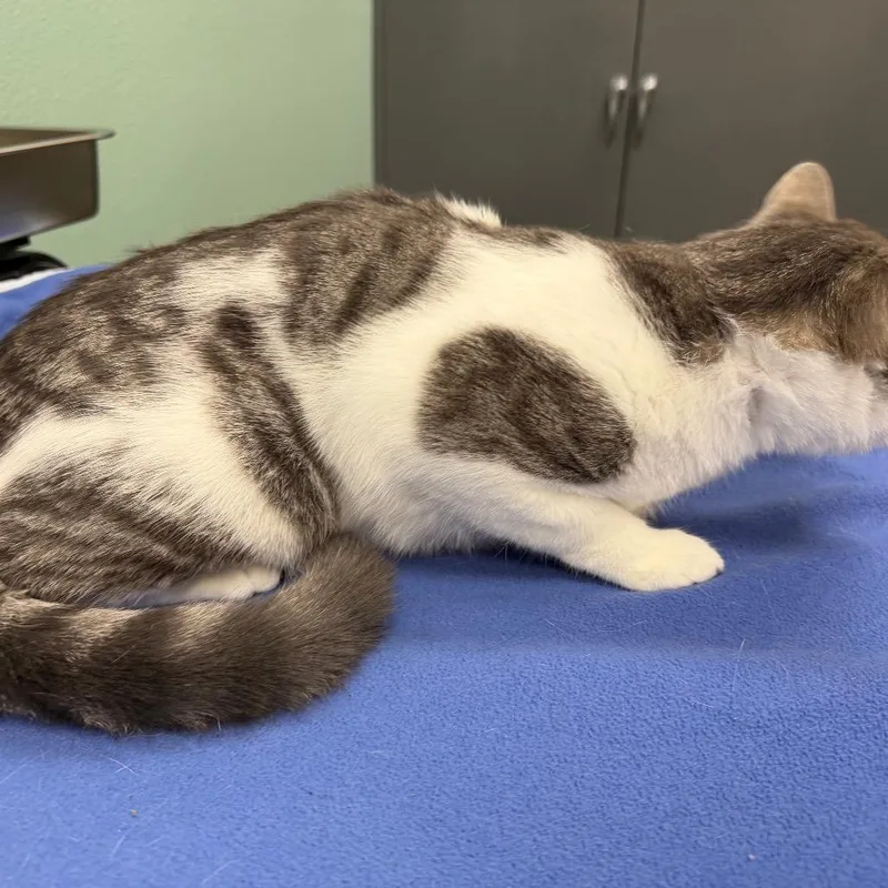 A young medium-sized male Gray / Blue / Silver Domestic Short Hair cat named Fofstray for adoption in Keizer, OR