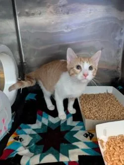 A baby small-sized male Orange / Red Domestic Short Hair cat named 61762409 for adoption in El Paso, TX