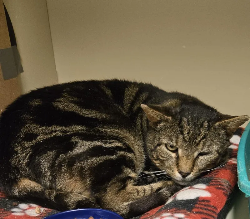 Jenga Feral