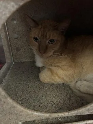 An adult medium-sized male Domestic Short Hair cat named Hannibal for adoption in Lafayette, IN