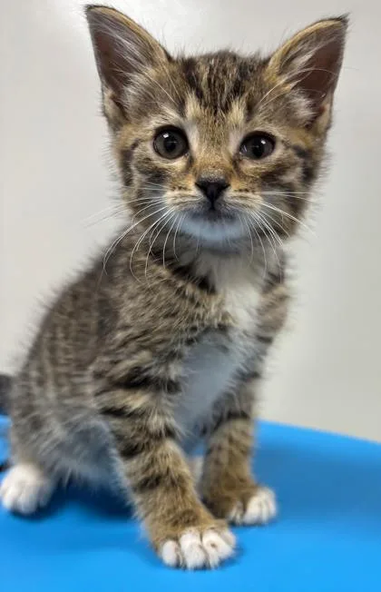 A baby small-sized male Domestic Short Hair cat named Garfield for adoption in Cumming, GA