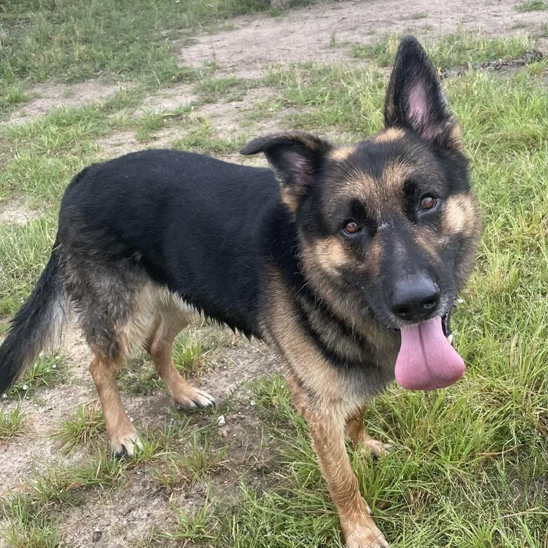 An adult extra large-sized male Black German Shepherd Dog dog named Clyde for adoption in Buchanan Dam, TX