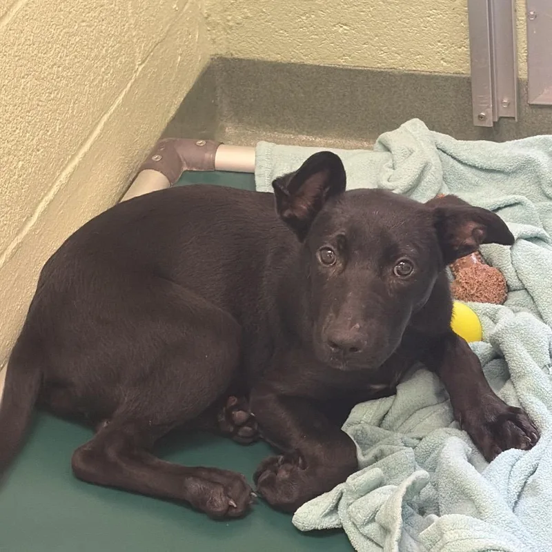 A young medium-sized female Black Mixed Breed dog named Wren for adoption in West Palm Beach, FL