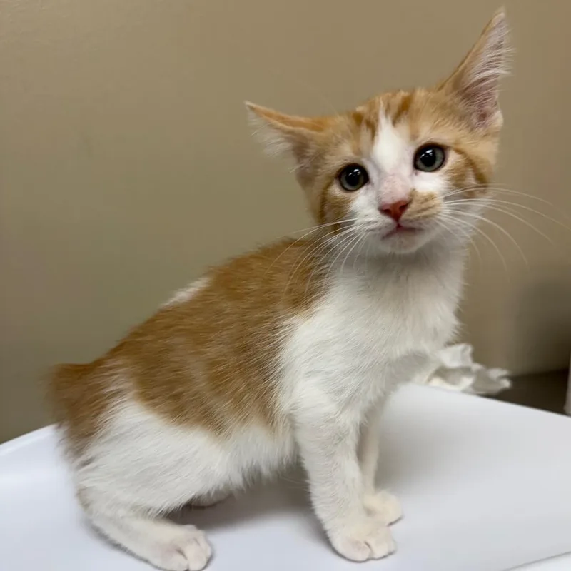 A baby small-sized male Domestic Short Hair cat named Percy for adoption in Birmingham, AL