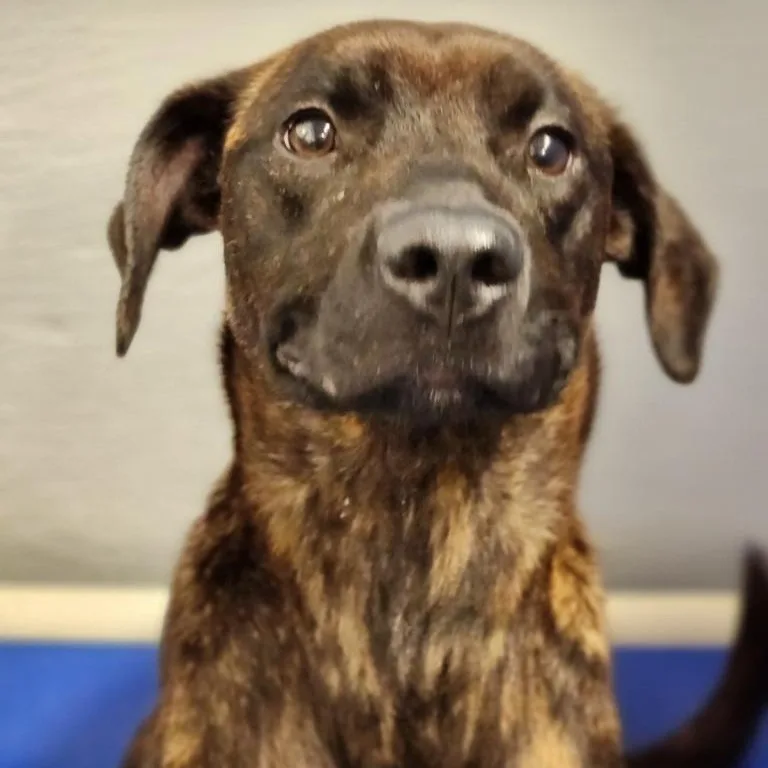 An adult medium-sized female Terrier dog named Porshe for adoption in House Springs, MO