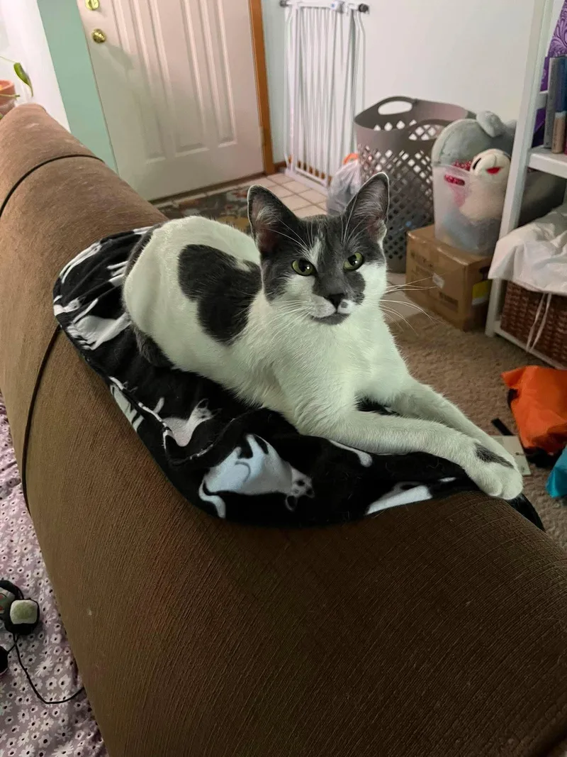 An adult medium-sized female Gray & White Domestic Short Hair cat named Crockpot for adoption in Grand Forks, ND