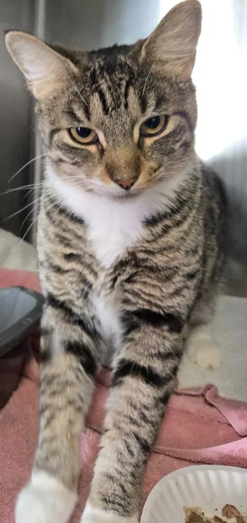 A young medium-sized female Domestic Short Hair cat named Libby for adoption in Windsor, CT