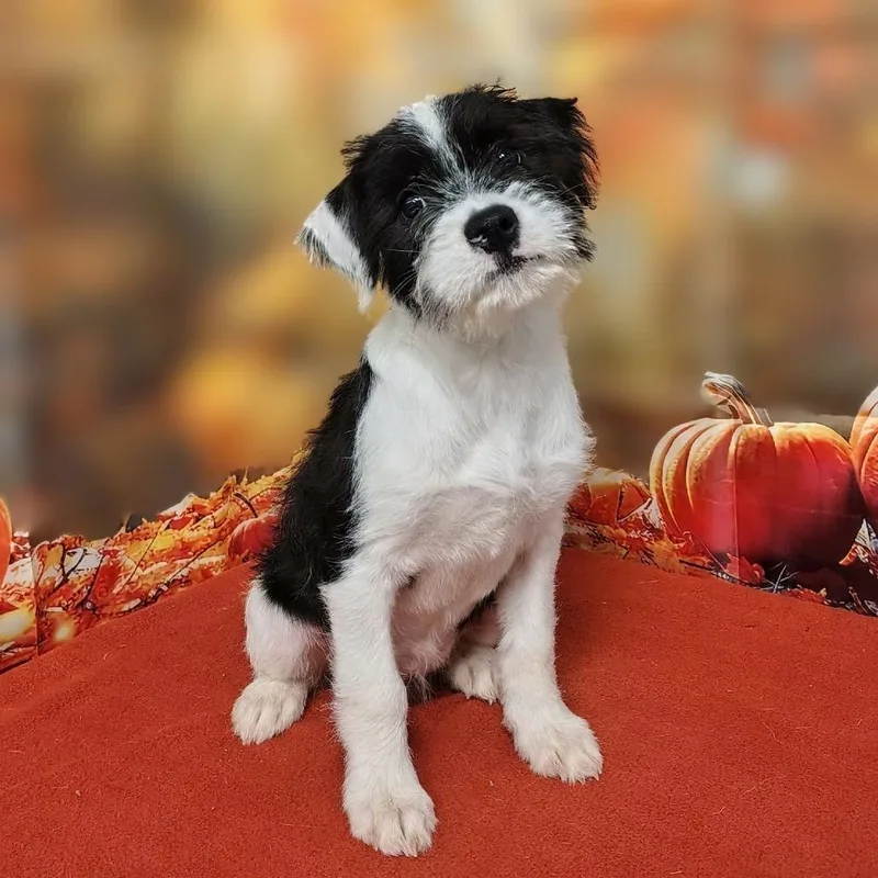 A baby medium-sized female Poodle dog named Emersyn for adoption in Griswold, CT