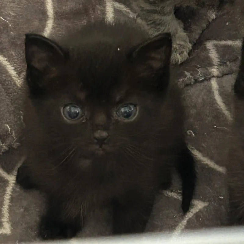 A baby small-sized female Black Domestic Short Hair cat named Midnight for adoption in Greensboro, NC