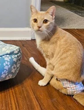 Reesie  `a Priority thumbnail 2