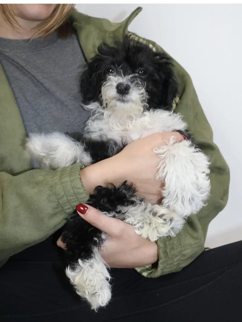 Sadie thumbnail 2