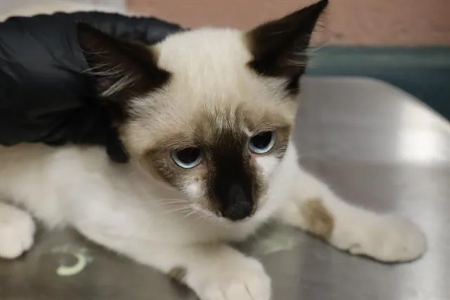 A baby small-sized male Domestic Short Hair cat named Marble for adoption in Columbia, SC