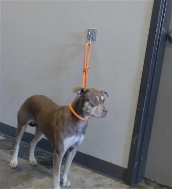 An adult medium-sized female Pit Bull Terrier dog named Tillie for adoption in Ontario, CA