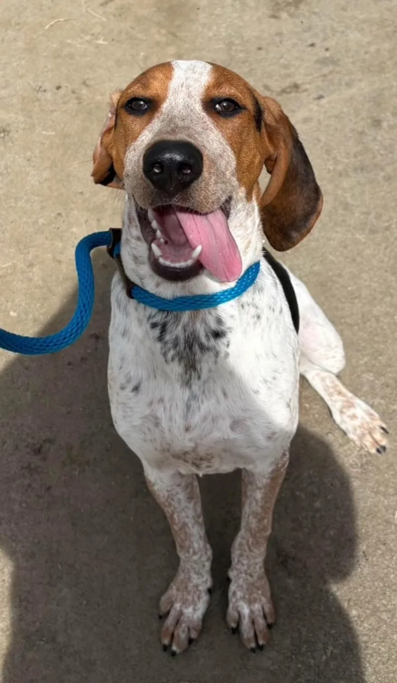A young medium-sized male Tricolor (Brown, Black, & White) Treeing Walker Coonhound dog named Beau for adoption in Sharon, CT