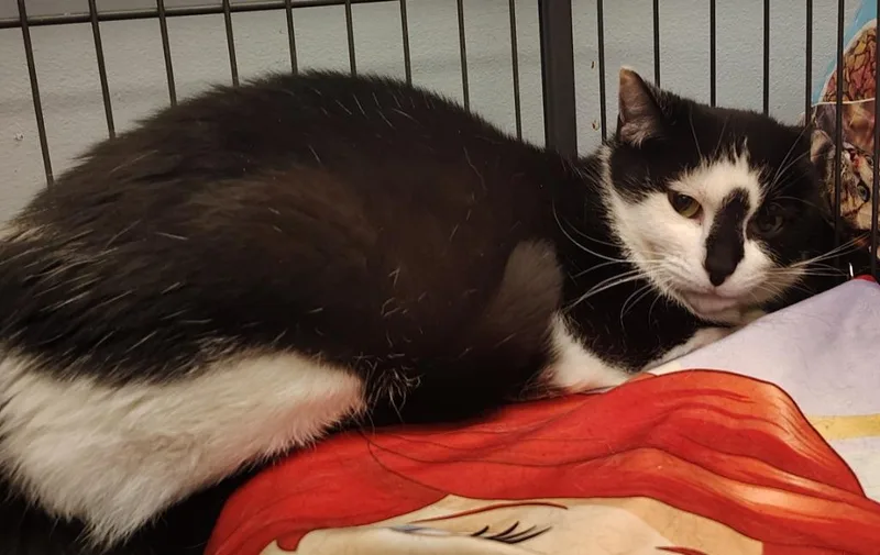 A young small-sized female Domestic Short Hair cat named Oreo for adoption in Saint Clairsville, OH