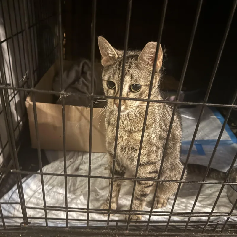 A young medium-sized female Flame Point American Shorthair cat named Sammy for adoption in Jersey City, NJ